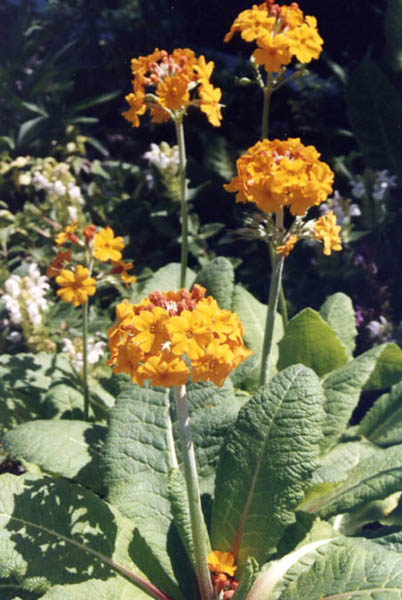 Primula bulleyana en fleurs dans une prairie humide des montagnes du Yunnan